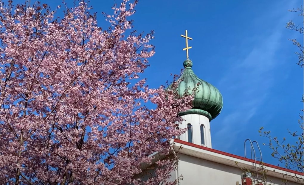 Tikkurilan ortodoksisen kirkon kupoli kukkivan kirsikkapuun katveessa