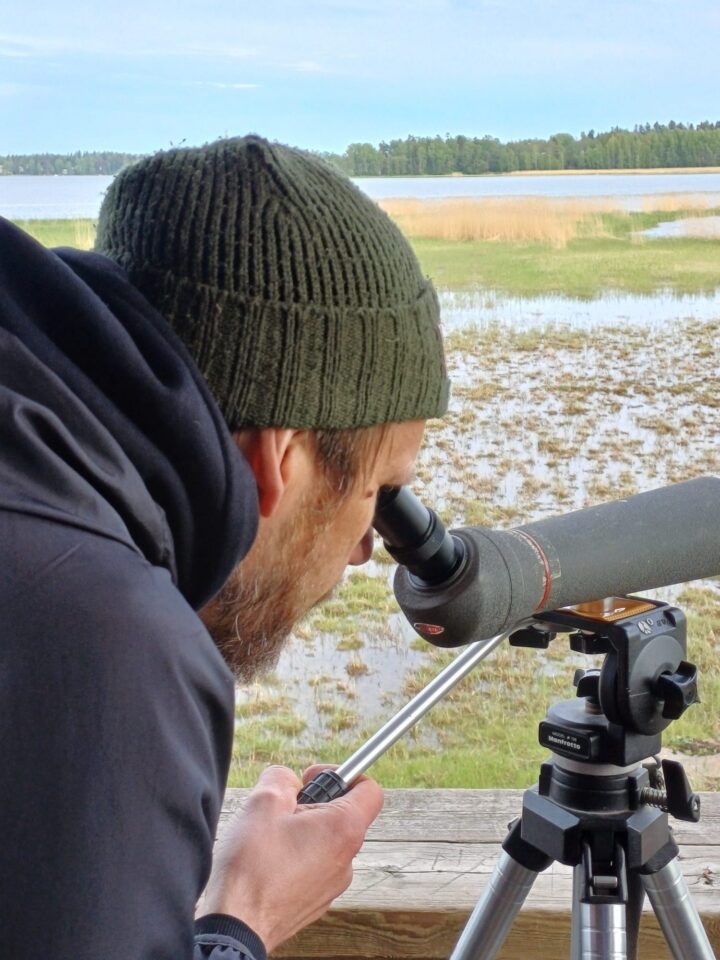Mies katsoo kiikareihin ja tähystää lintutornista lintuja. 